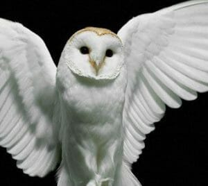 The white owl signifies inner knowledge, psychic ability, clarity, family, sacrifice and illumination