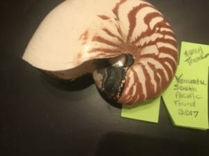 My Nautilus Shell found 2007 at Vanuatu 