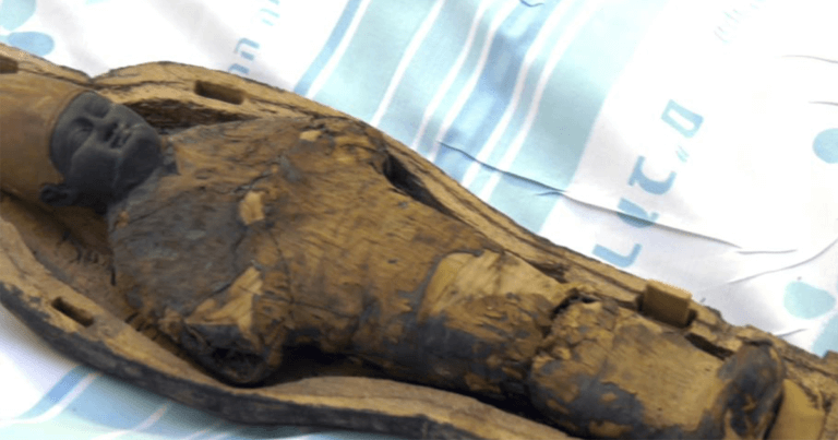 CT Scan Reveals 3,000-Year-Old Ancient Non-Human Egyptian Mummies ...